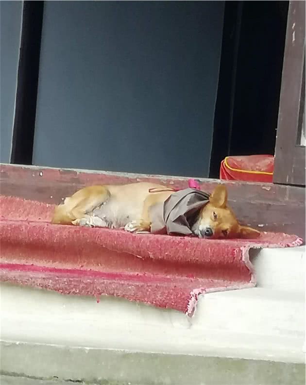 治疗狗狗皮肤病中药方