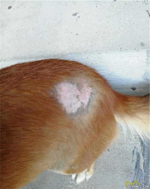 治疗狗狗皮肤病中药方