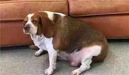 狗也需要减肥？危害不容小觑