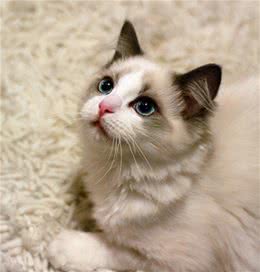 布偶猫这5个行为，其实是在“道歉”，别再误会它了