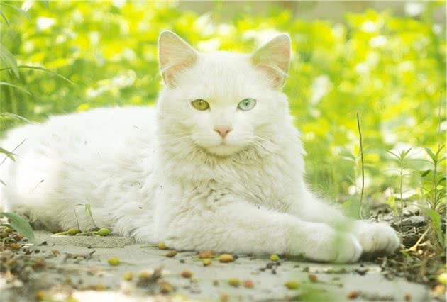 临清狮子猫的的介绍、饲养、护理和其他注意事项
