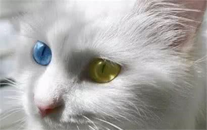 临清狮子猫的的介绍、饲养、护理和其他注意事项