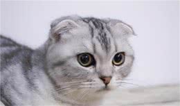 健康耐寒勇士5类最耐寒猫咪推荐1