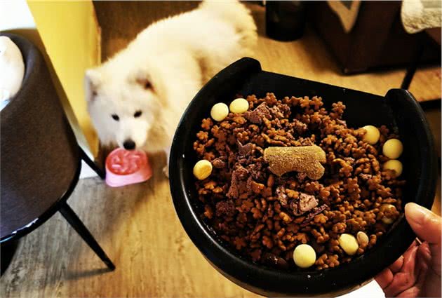 狗粮哪个牌子好,怎么选择狗粮！