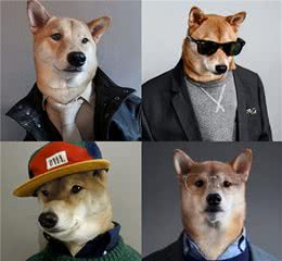 打工人也可以养柴犬！柴犬有什么特性？