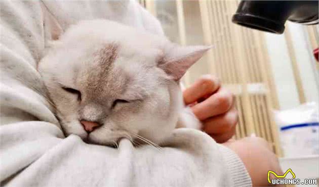 抱猫姿势讲究多，这几种禁忌劝你别犯，太伤猫了