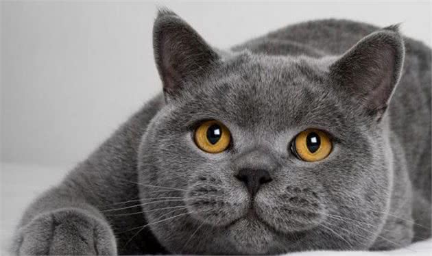 世界三大蓝猫，你肯定一种都没见过