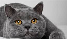 世界三大蓝猫，你肯定一种都没见过