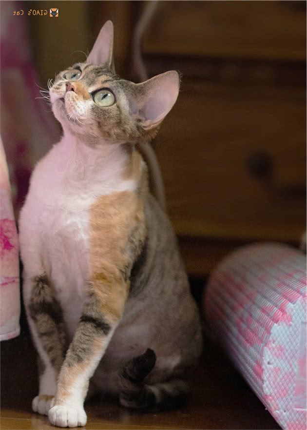 吉奥家的德文卷毛猫猫仙琛避坑指南：猫咪繁育心得