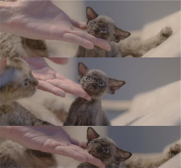 吉奥家的德文卷毛猫猫仙琛避坑指南：猫咪繁育心得