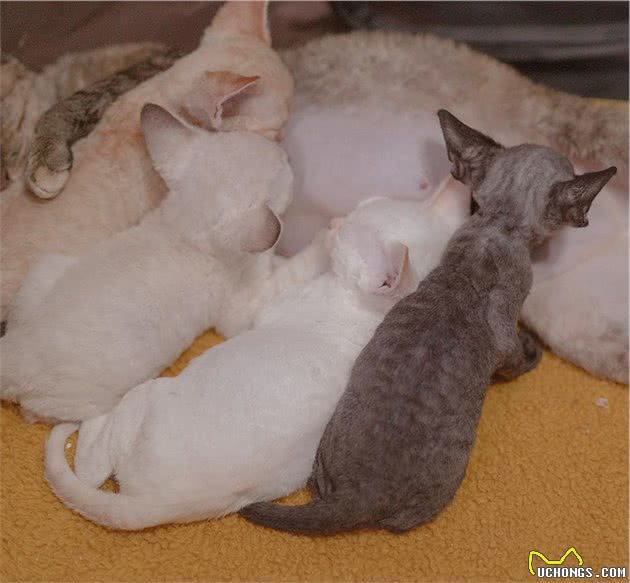 吉奥家的德文卷毛猫猫仙琛避坑指南：猫咪繁育心得