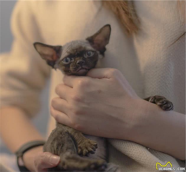 吉奥家的德文卷毛猫猫仙琛避坑指南：猫咪繁育心得