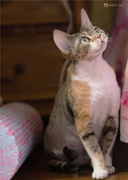 吉奥家的德文卷毛猫猫仙琛避坑指南：猫咪繁育心得