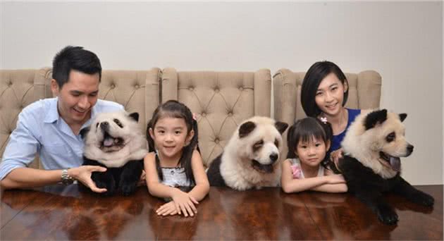 坏人的天敌，孩子们的天使—松狮犬
