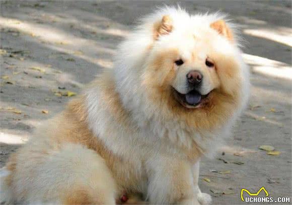 坏人的天敌，孩子们的天使—松狮犬