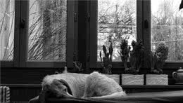 开门回家那刻，狗狗为什么这么激动？你家的也是的吗？