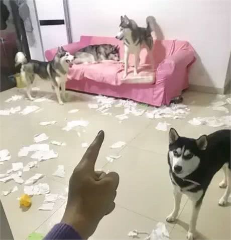 大家都误会哈士奇了，二哈真的不拆家