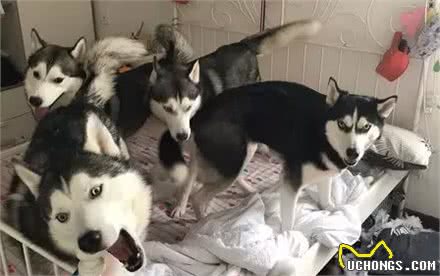 大家都误会哈士奇了，二哈真的不拆家