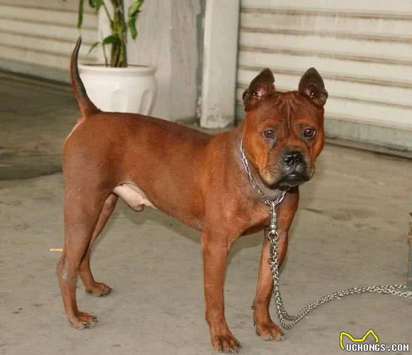 你知道中国到底“藏”了多少优秀的犬种吗？