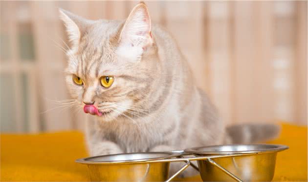 三个月的猫咪吃啥好？