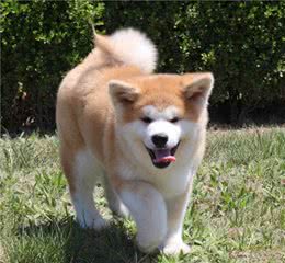 秋田犬吃什么狗粮最好？