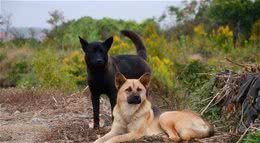 中华田园犬是全世界狗的老祖宗-狗的驯化和起源