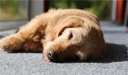 狗狗不说话，但它会通过这5个动作，向狗主人求救