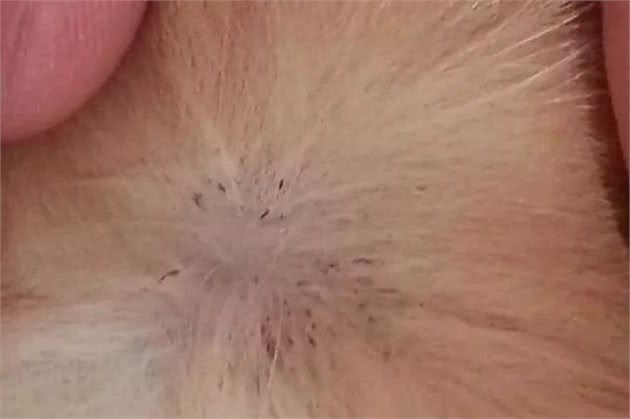一旦狗狗身上出现这几个症状，可能是寄生虫导致的