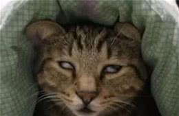 狸花猫睡觉就翻白眼，主人偷偷拍下来吐槽，这个样子一点都不正经