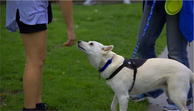 狗狗粘人程度分五级，你家到哪一级了？