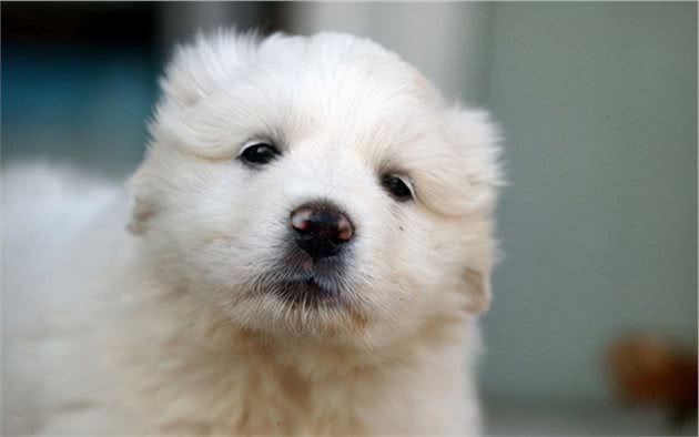 家有爱犬：狗子感冒了怎么办？有效处理感冒的三大措施