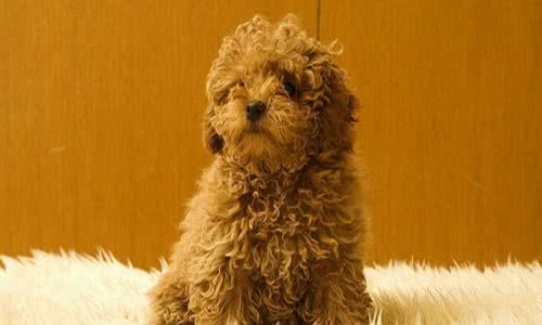 家有爱犬：狗子感冒了怎么办？有效处理感冒的三大措施
