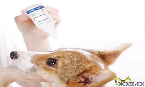 家有爱犬：狗子感冒了怎么办？有效处理感冒的三大措施