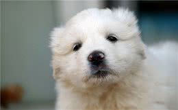 家有爱犬：狗子感冒了怎么办？有效处理感冒的三大措施