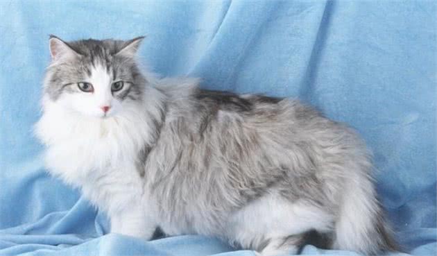 这样养挪威森林猫，简直是在“害猫”，你错了几个？