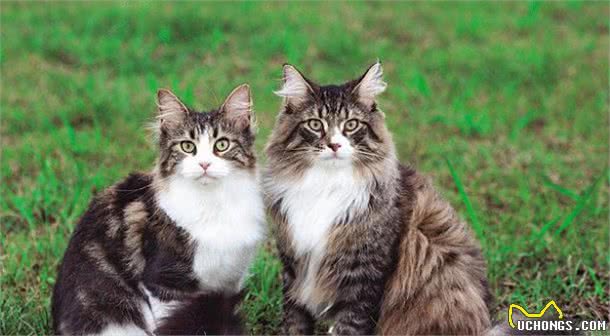 这样养挪威森林猫，简直是在“害猫”，你错了几个？
