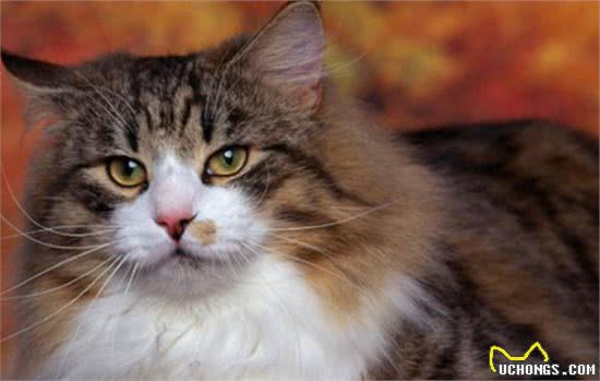 这样养挪威森林猫，简直是在“害猫”，你错了几个？