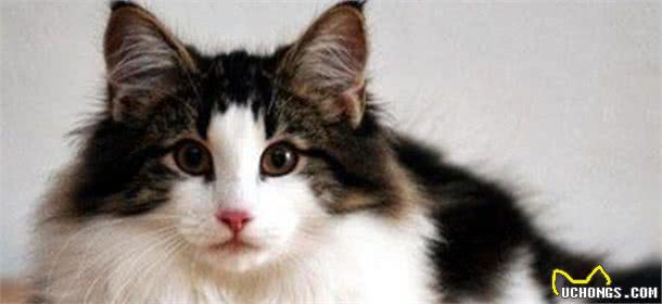 这样养挪威森林猫，简直是在“害猫”，你错了几个？