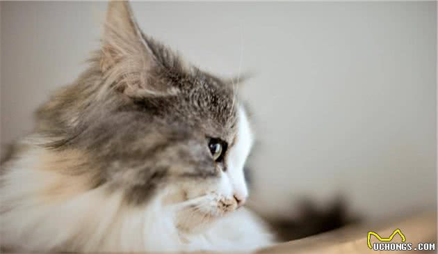 这样养挪威森林猫，简直是在“害猫”，你错了几个？