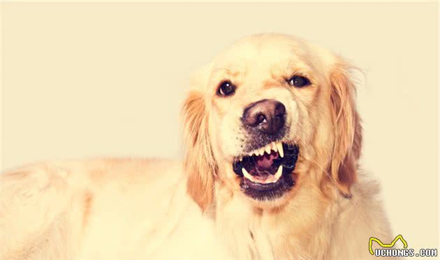 金毛犬换牙期注意事项，不要等牙都坏掉了，才去管！