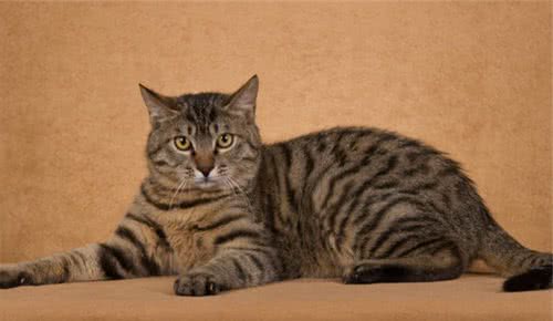 常见猫咪的品种大全，猫咪的外形性格和价格都在这里了