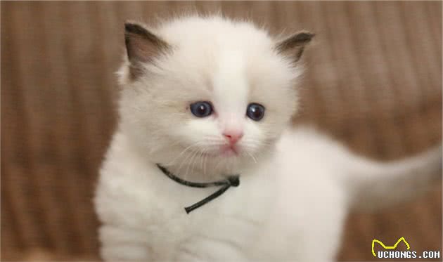 常见猫咪的品种大全，猫咪的外形性格和价格都在这里了