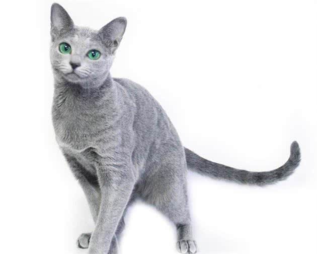 常见猫咪的品种大全，猫咪的外形性格和价格都在这里了