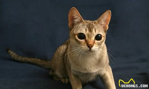 常见猫咪的品种大全，猫咪的外形性格和价格都在这里了