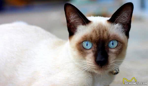常见猫咪的品种大全，猫咪的外形性格和价格都在这里了