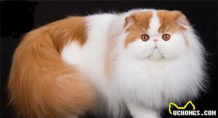 常见猫咪的品种大全，猫咪的外形性格和价格都在这里了