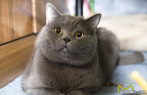 常见猫咪的品种大全，猫咪的外形性格和价格都在这里了