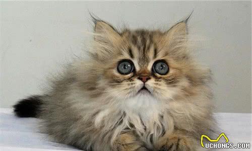 常见猫咪的品种大全，猫咪的外形性格和价格都在这里了