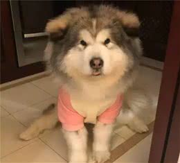 狗狗猝不及防来了个劈叉，索性趴地上假装无事发生过