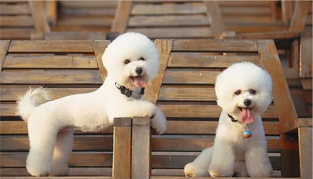 纯种比熊犬和串串比熊犬，谁更好养？